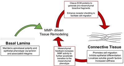 Mechanochemical Signaling of the Extracellular Matrix in Epithelial-Mesenchymal Transition